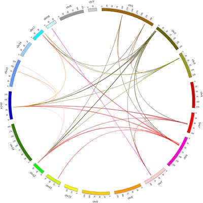 Identification of Chimeric RNAs in Pig Skeletal Muscle and Transcriptomic Analysis of Chimeric RNA TNNI2-ACTA1 V1